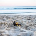 AUST QLD Coolangatta 2016OCT07 Beach 006 : 2016, Australia, Coolangatta, Date, Month, October, Places, QLD, Year